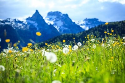 spring blooms in Leavenworth are breathtaking with mountain backdrop