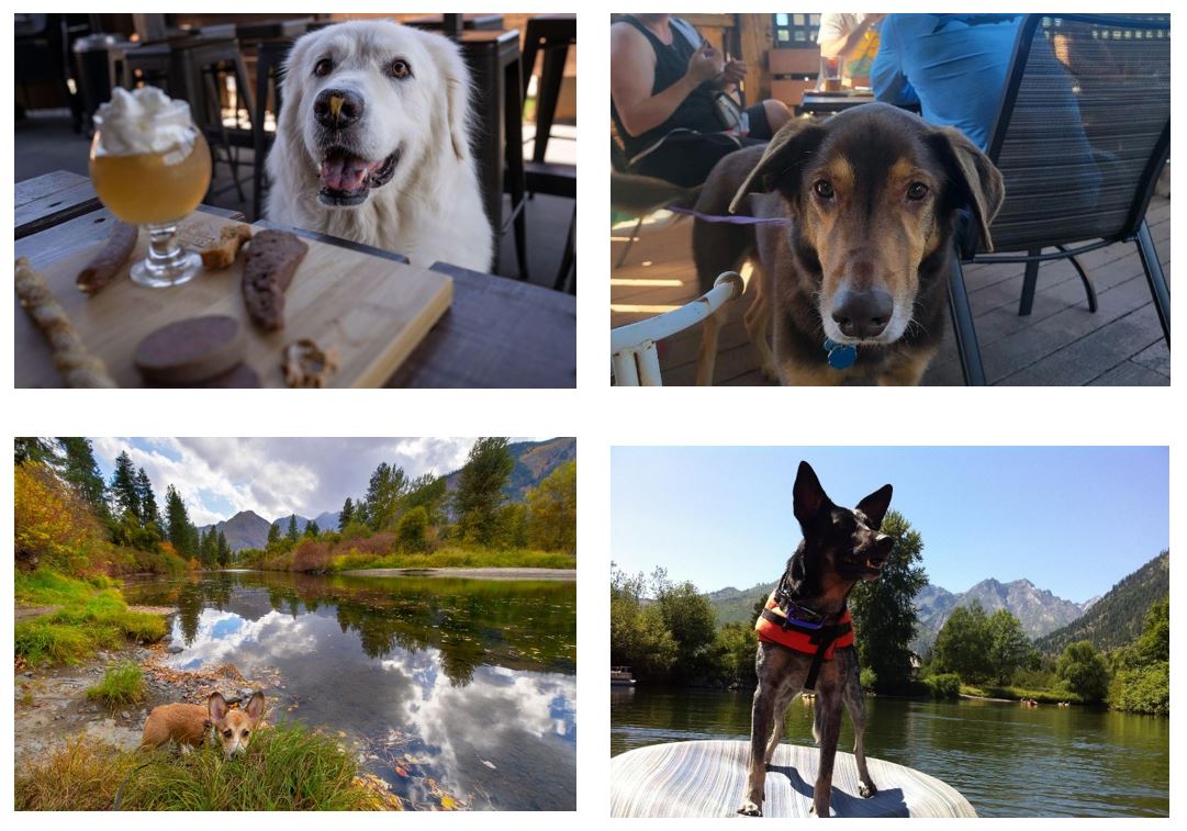 four dog photos bring your dog to leavenworth