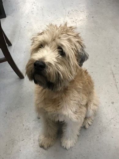 dog at obertal inn