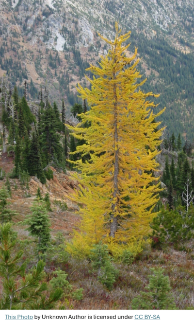 Leavenworth Larches